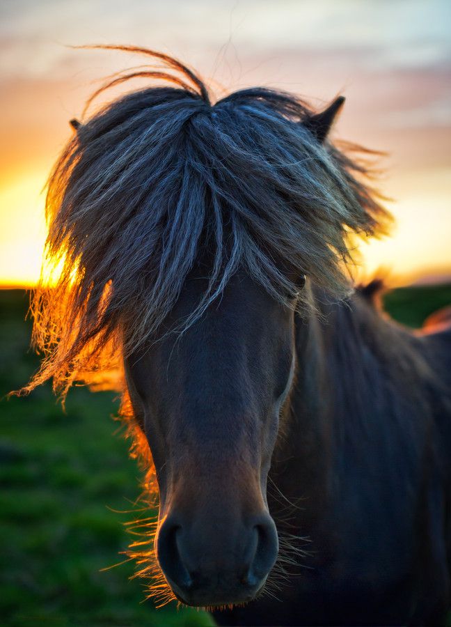 The horse of sagas