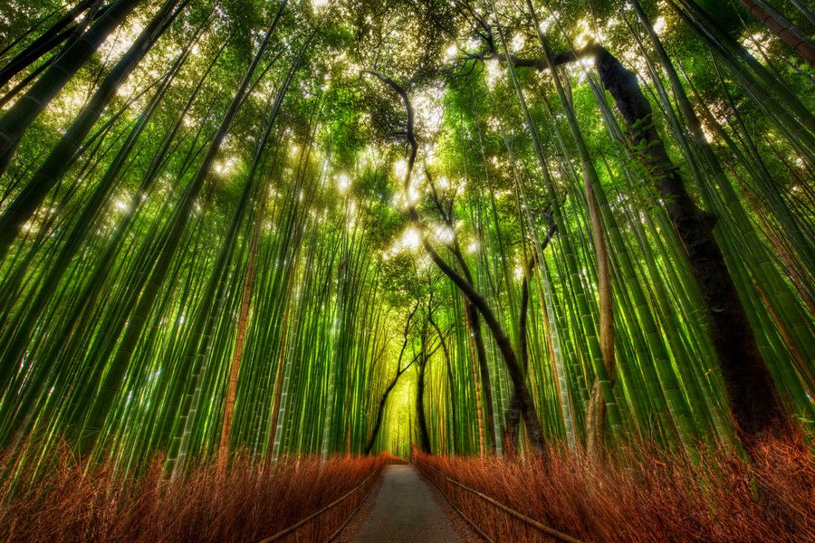 Bamboo forest in kyoto