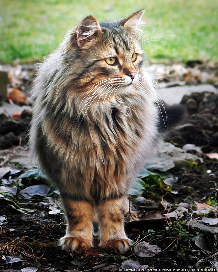 His royal fluffiness
