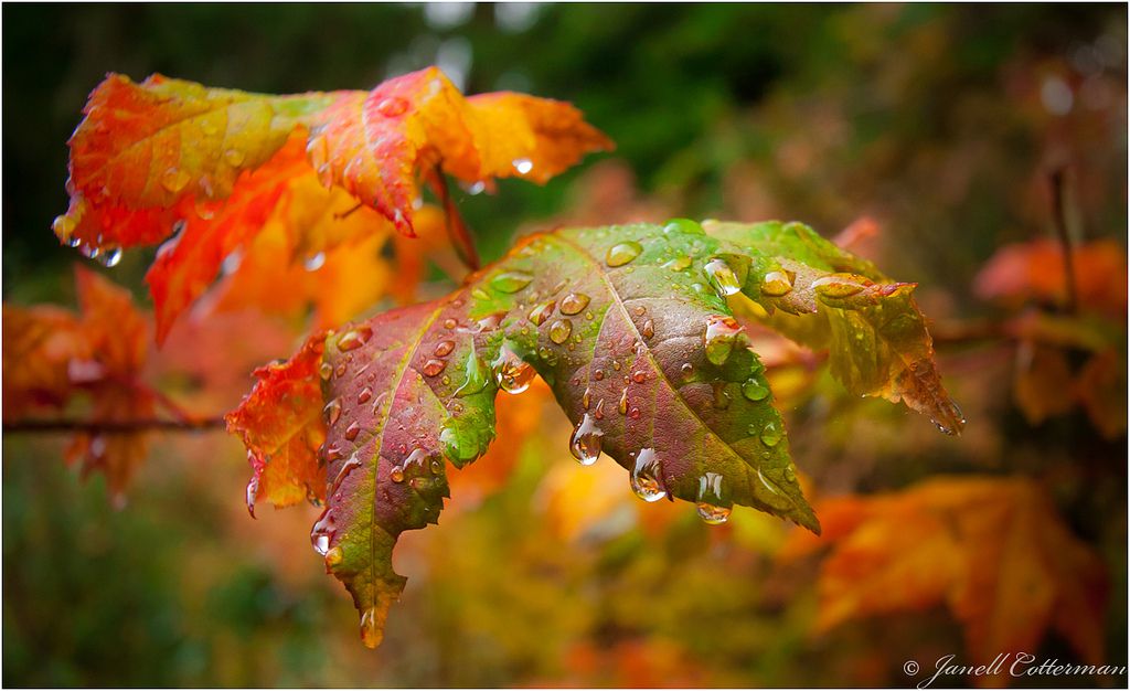 Rainbow Rain Droplets
