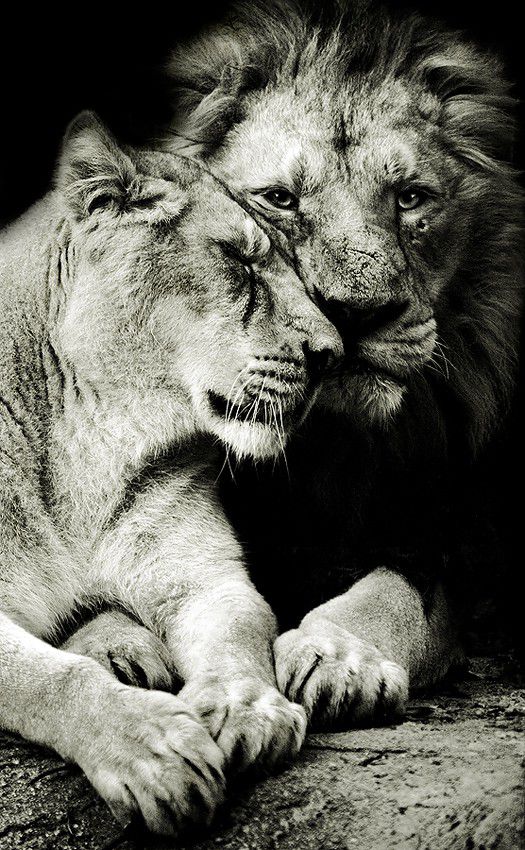 Tenderly
