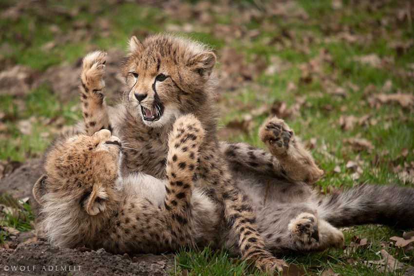 Little fighters