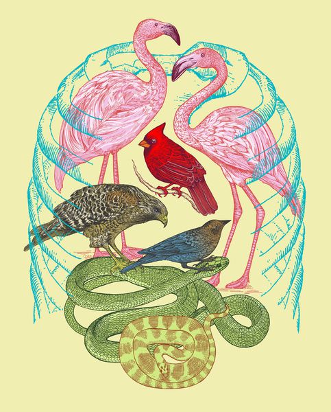 Wild Anatomy II