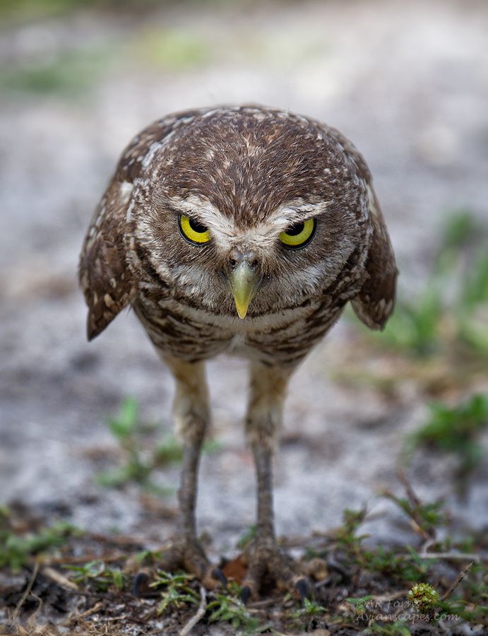 .... you looking at me !!!!