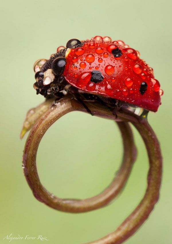 Ladybug