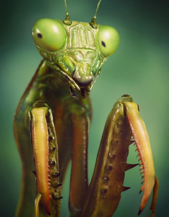 Praying Mantis Macro