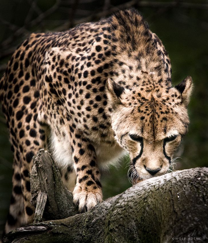 Hunting