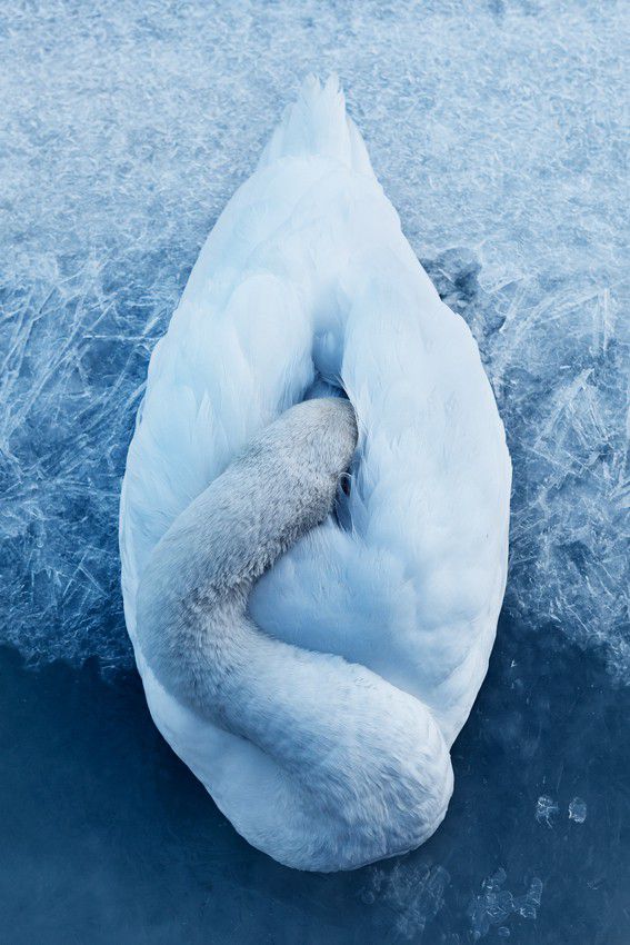Swan