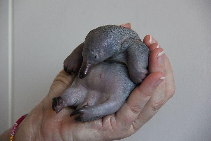 Baby Echidna