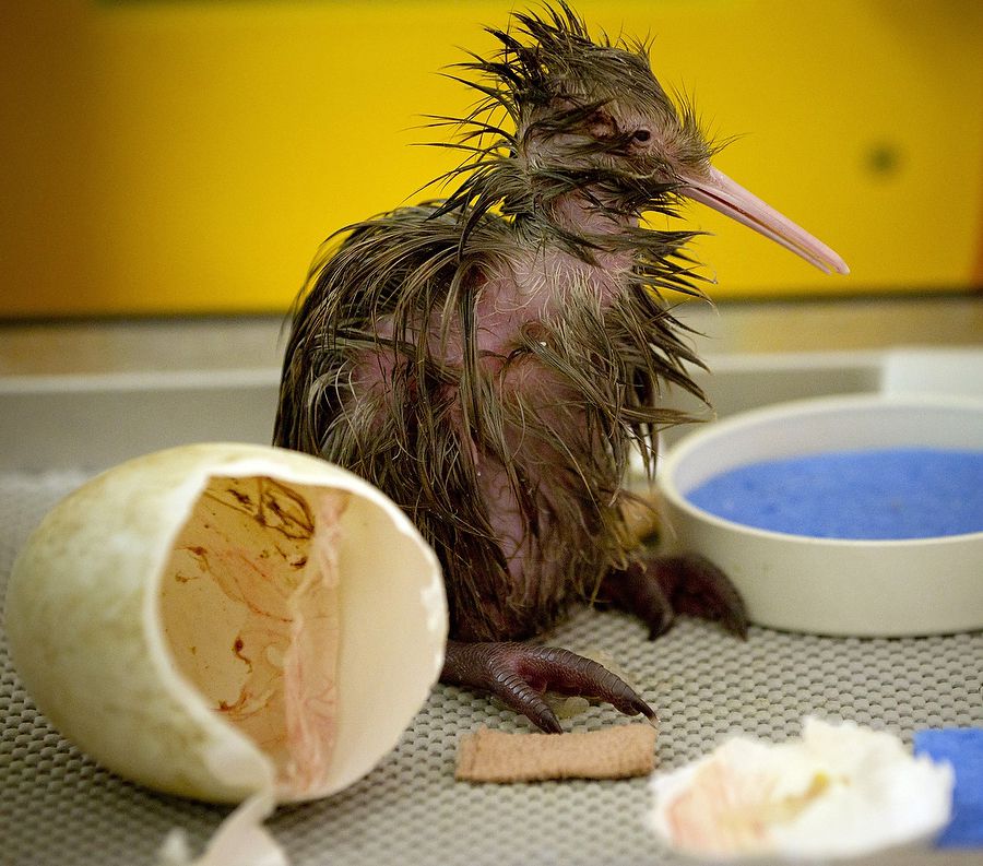 Newborn kiwi chick
