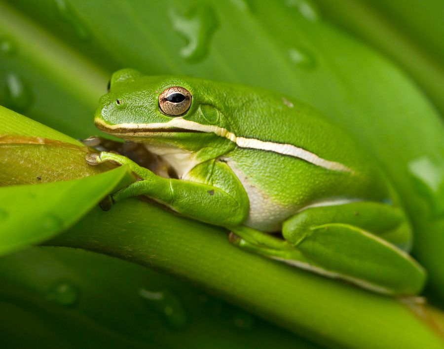 Green on green