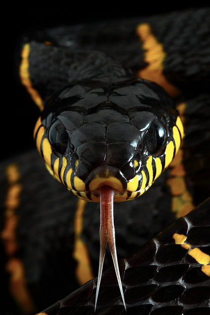 earthandanimals: Mangrove Snake. Photo...