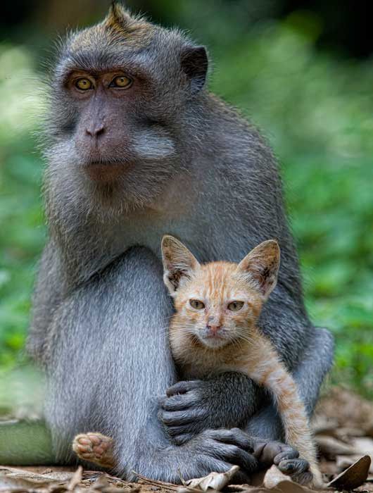 Odd Couple