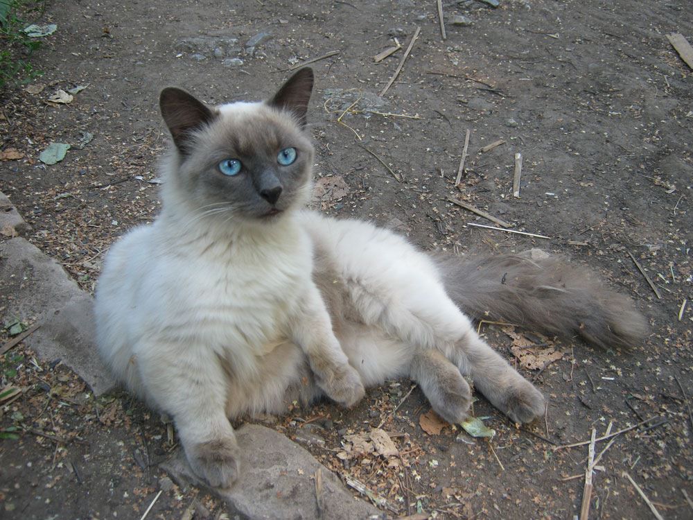 Cute cat with short legs