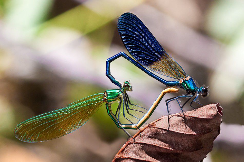 Love in color