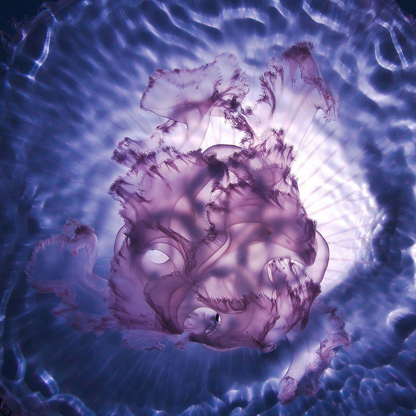 Aurelia Galaxy.