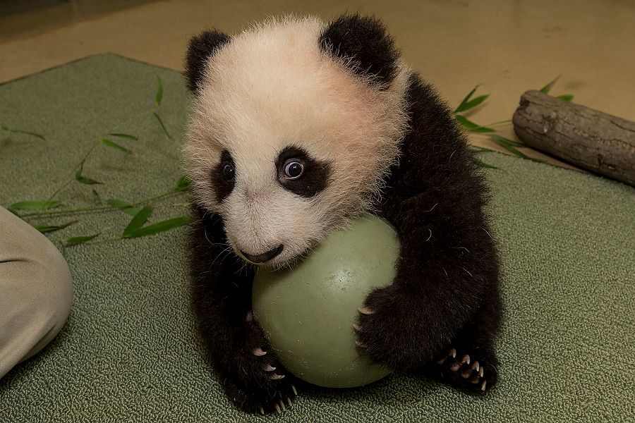 Cute panda cub