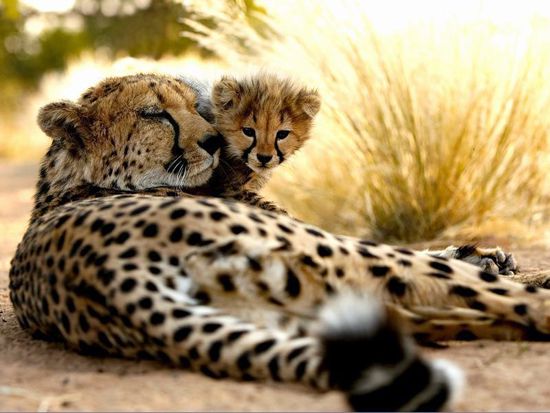 Namibia cats