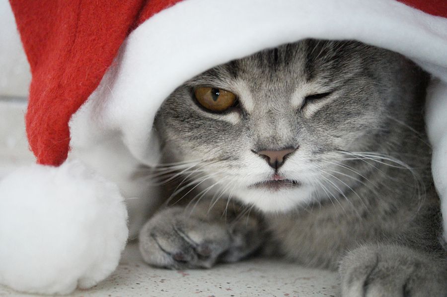 Happy New Year cat