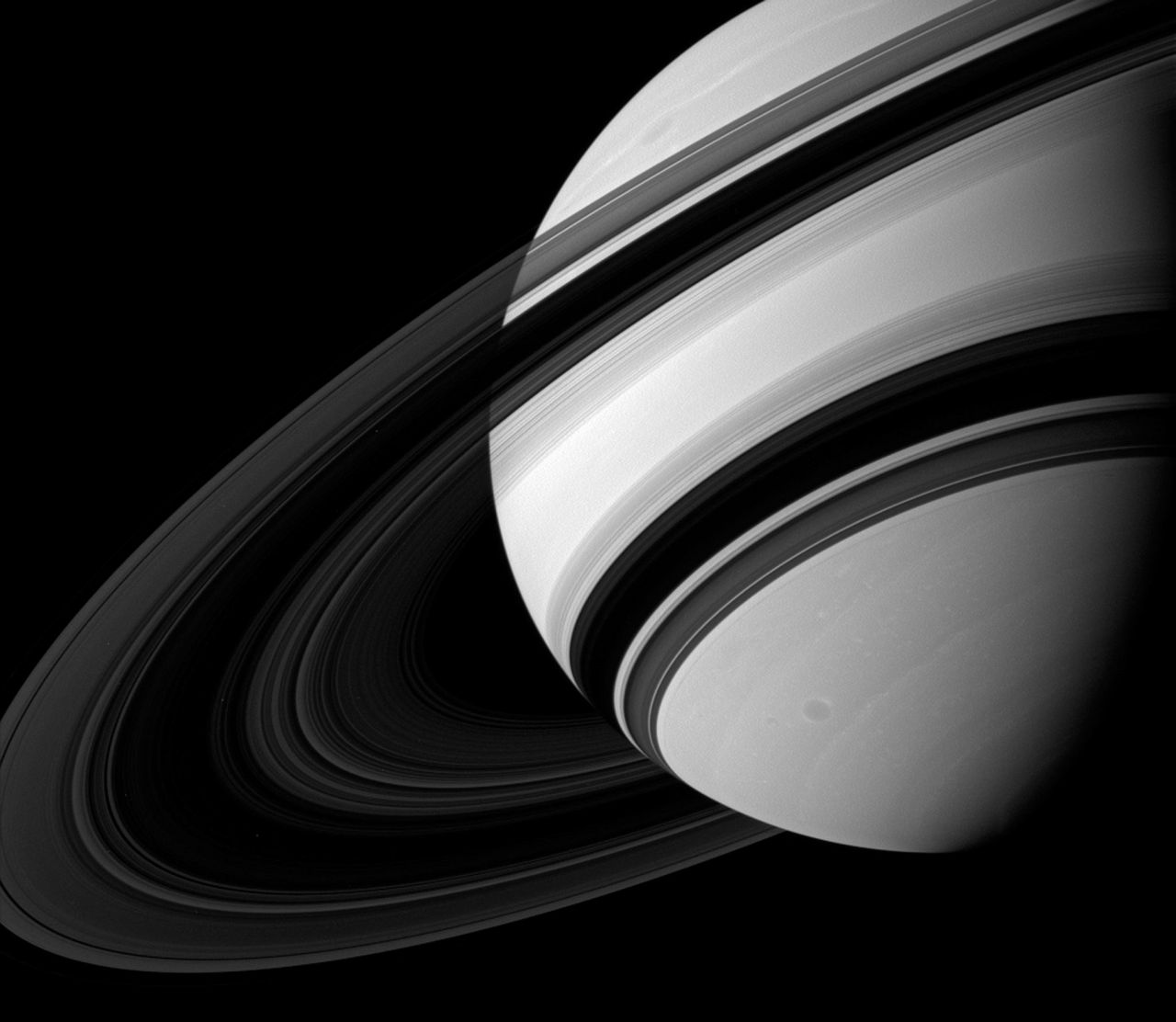 Ringed Beauty