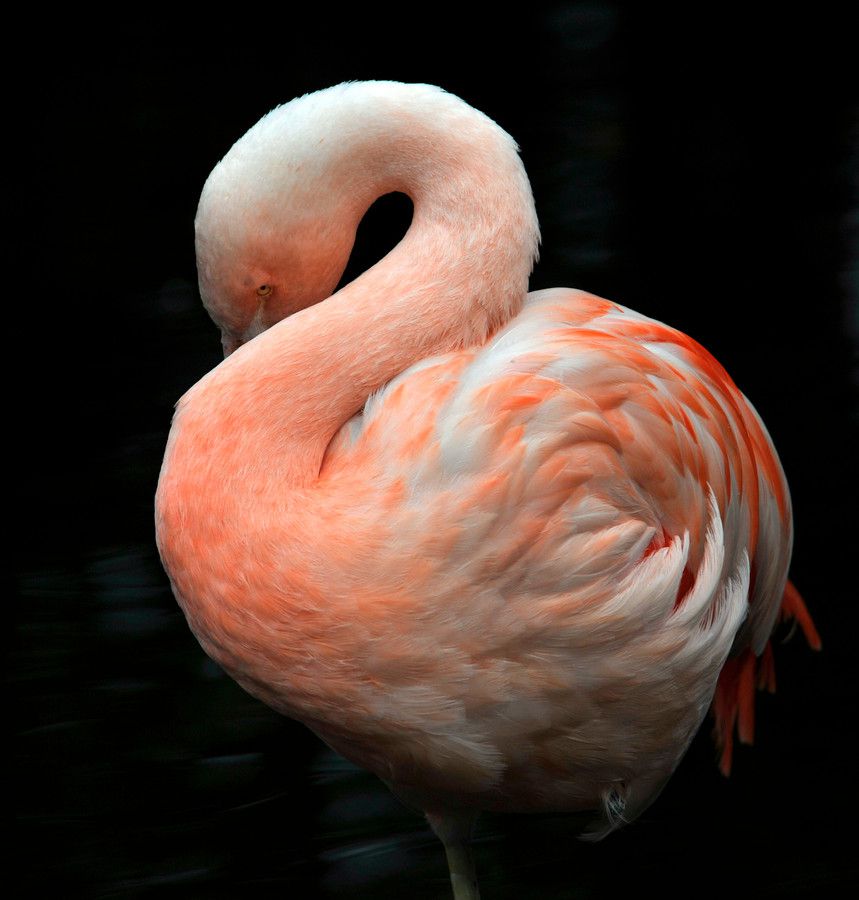 Shy flamingo