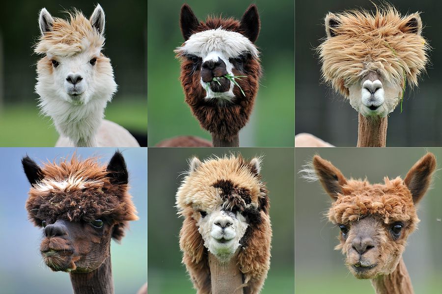 Alpacas at Alpaca-Land farm