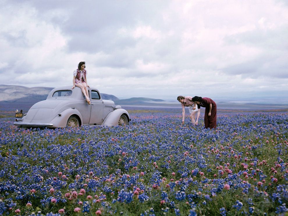 Wildflowers, California