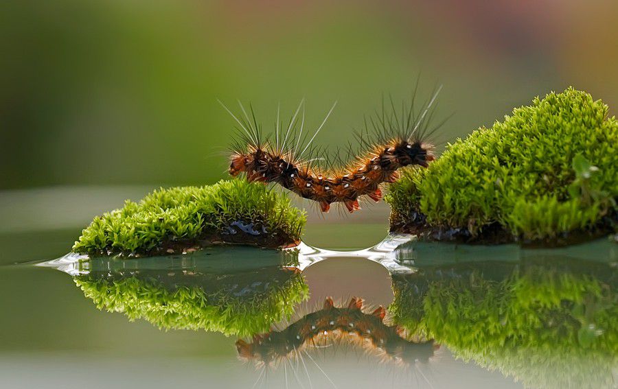 Bridge Hairy