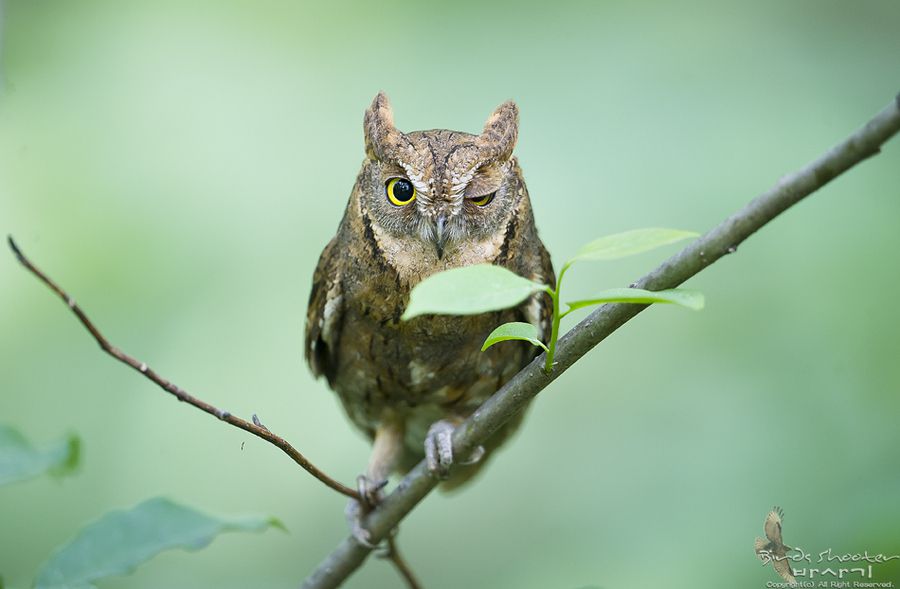 Oriental scops owl