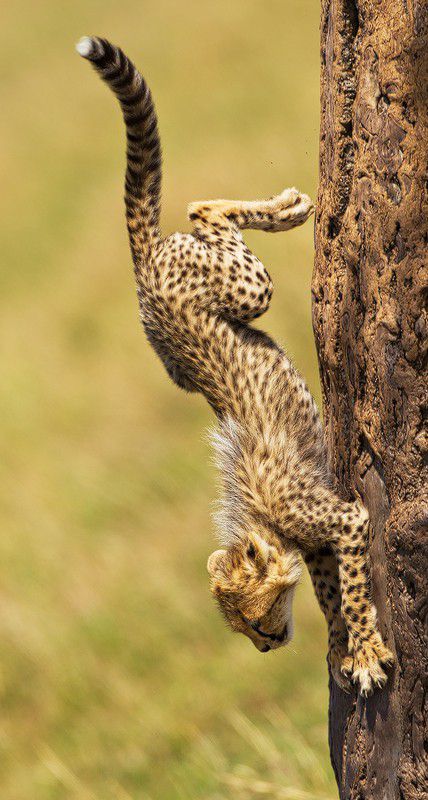 Descending Cheetah