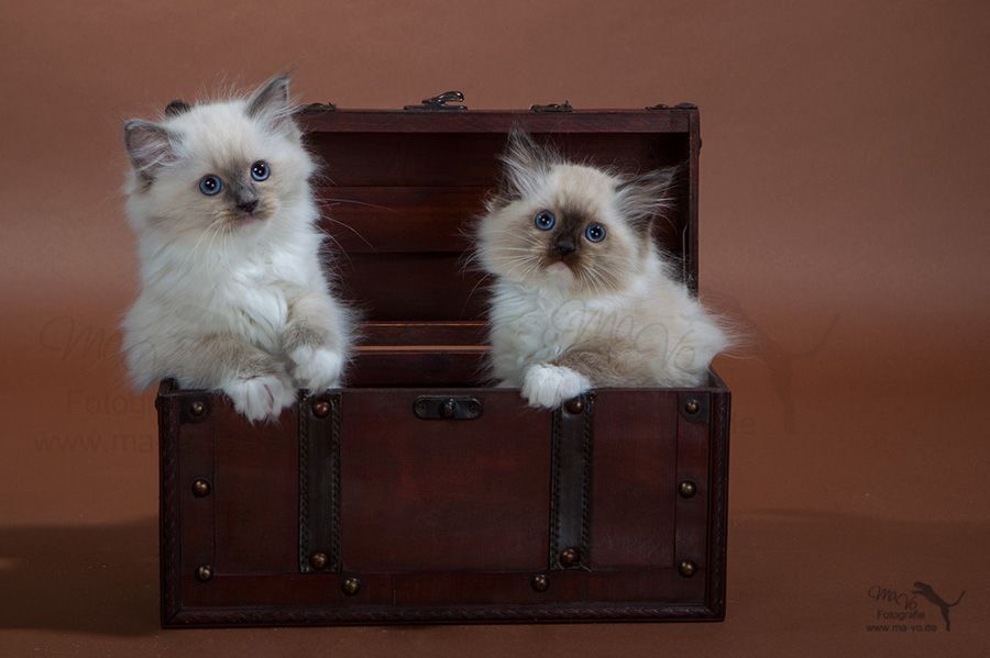cute luggage