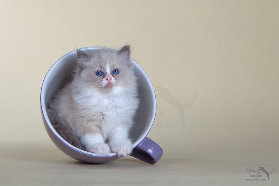 Tea or Coffee?