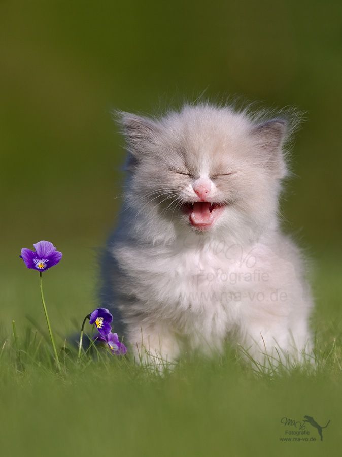 Snowball in Summer