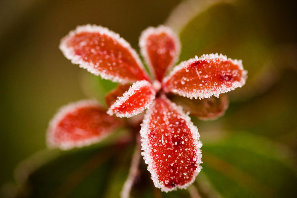 A Hard Frost