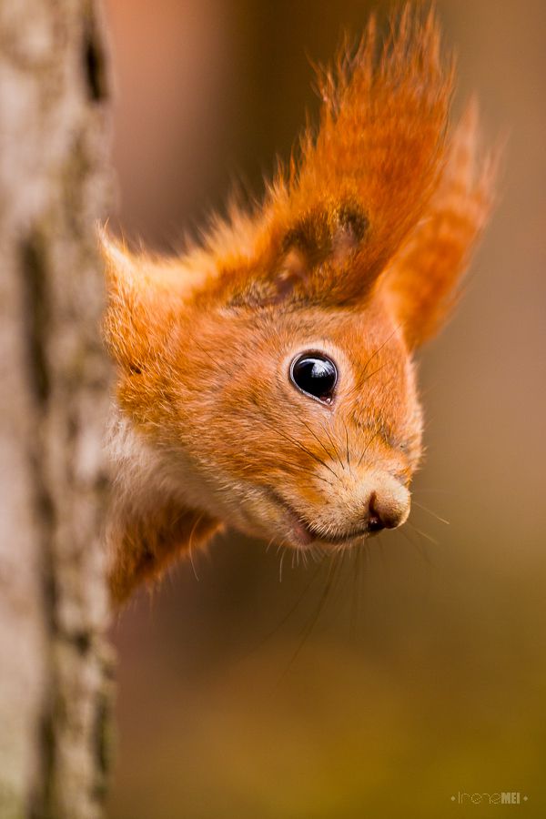 Catch me if you can!