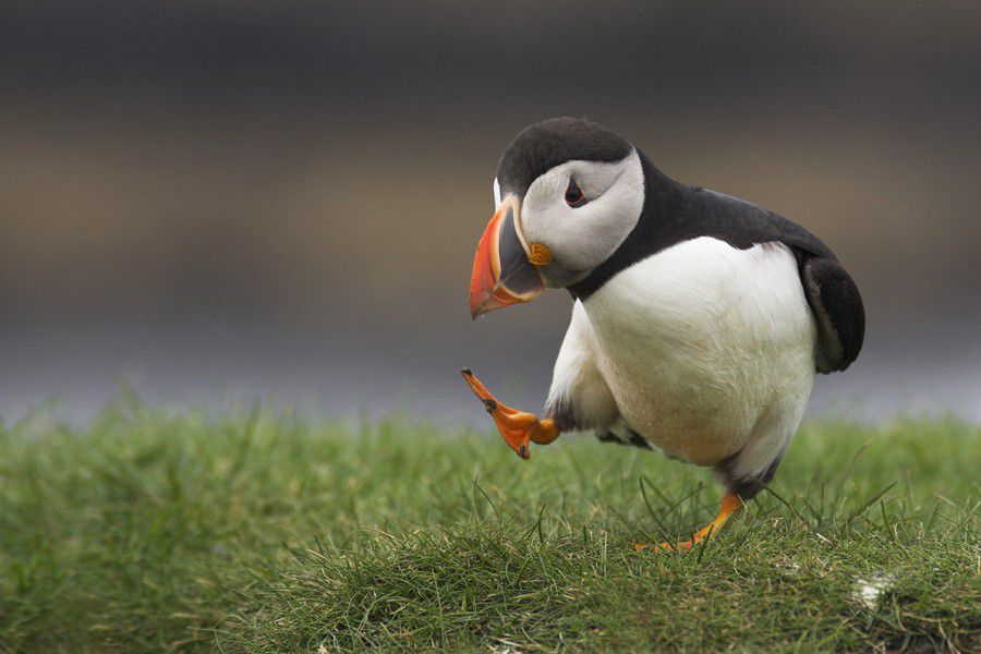 Silly Walk