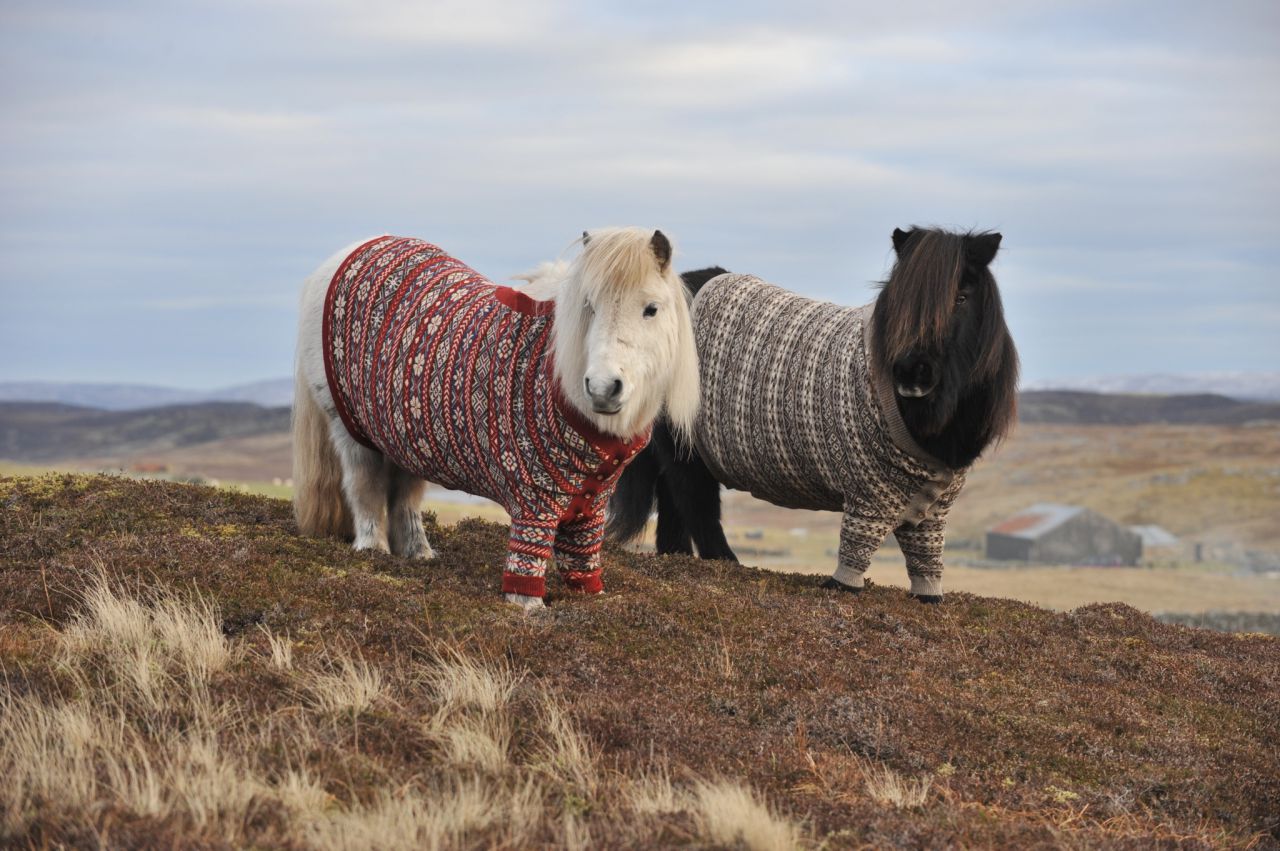 Shetland Ponies