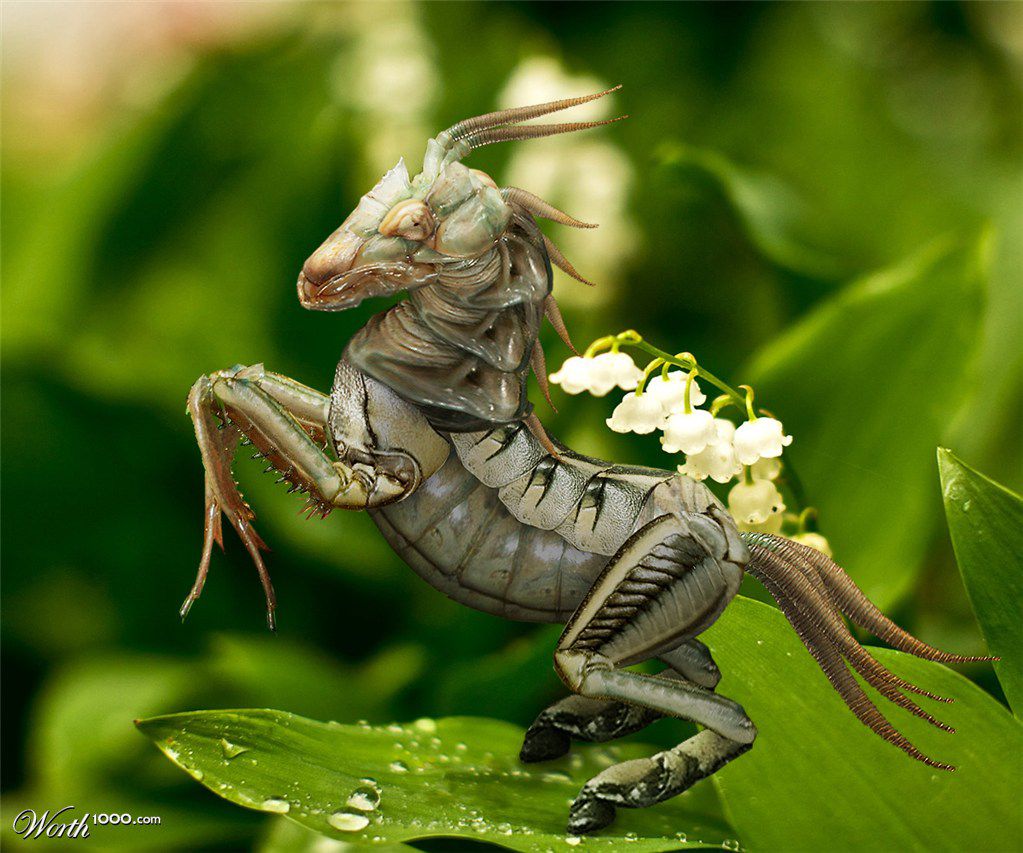 Horse Insect