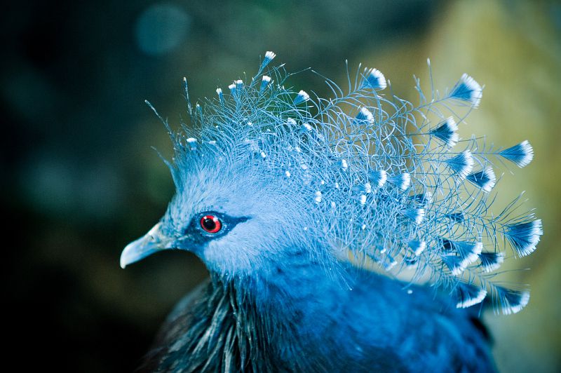 Bluebird