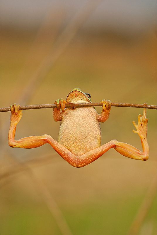 Tree frog