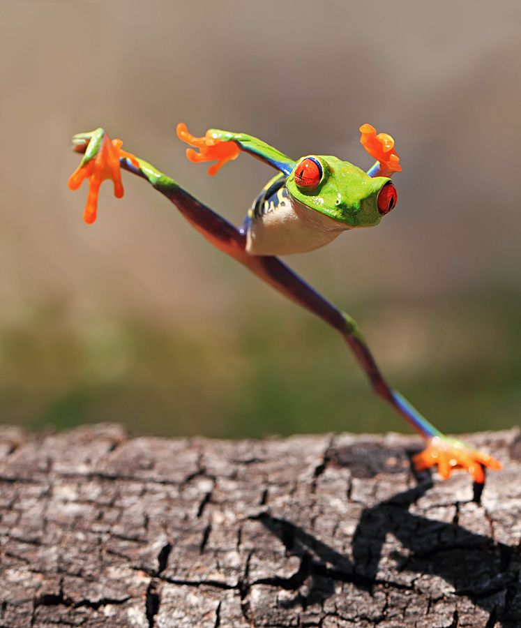Kungfu frog