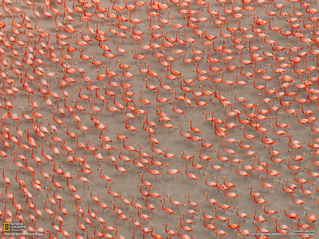 Flamingos, Mexico