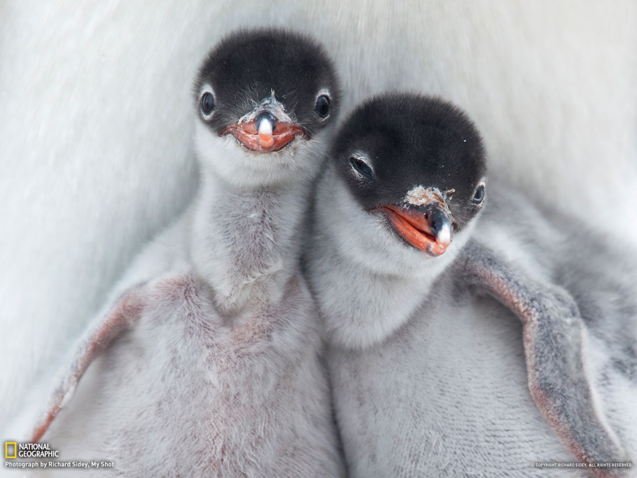 Gentoo Penguin Chicks, Antarctica