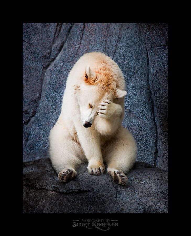 Oh no, not another photographer!!!
