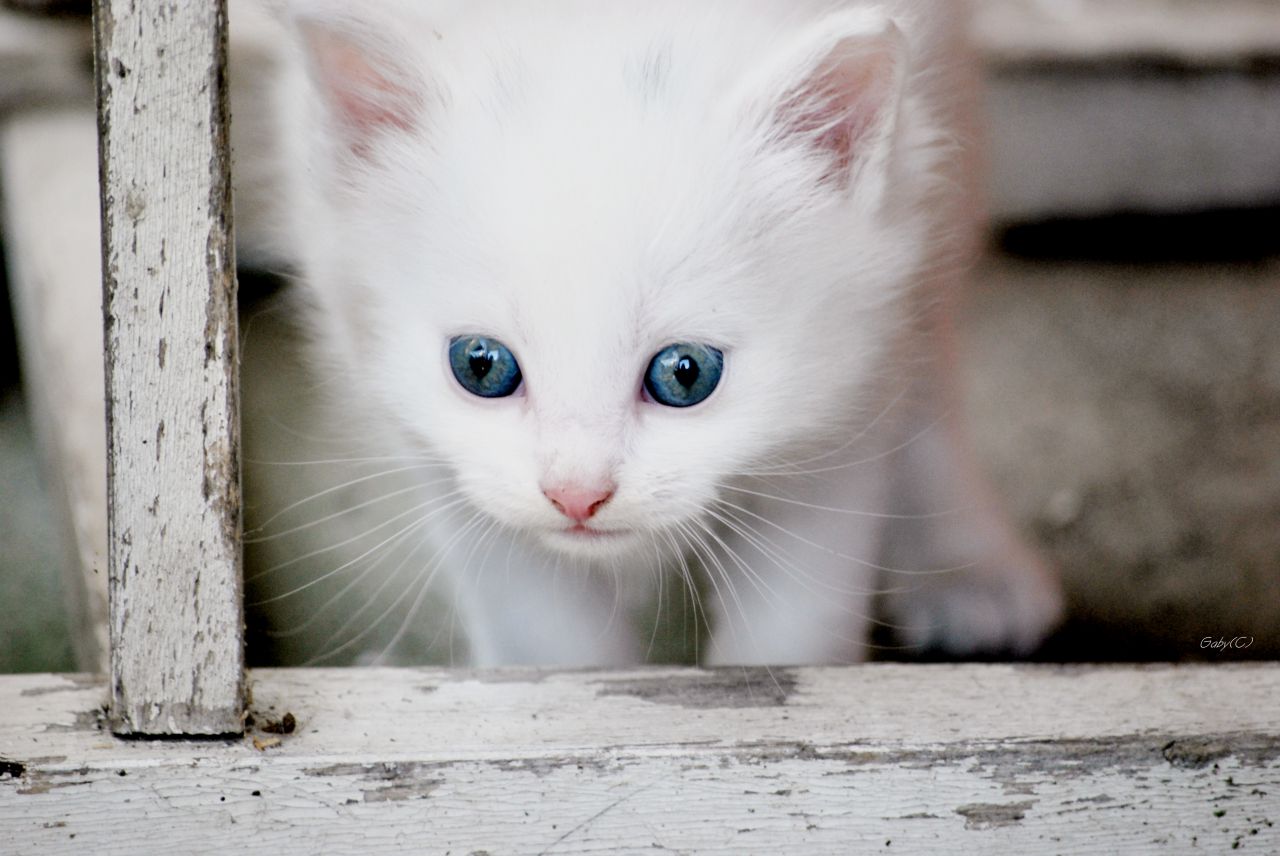 Little Kitty