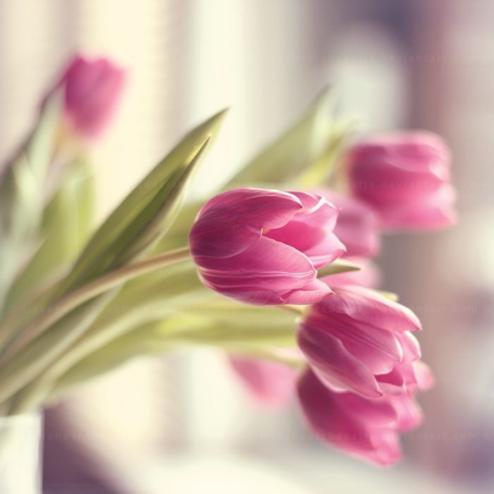 Gentle