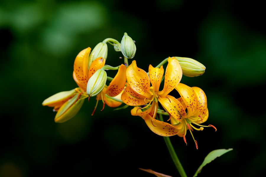 Lillium hansonii