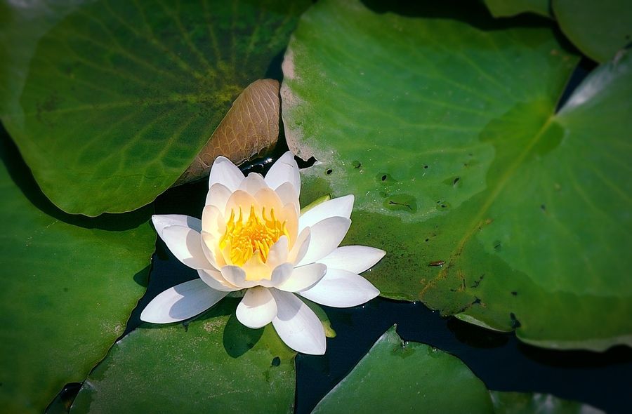 Water Lily