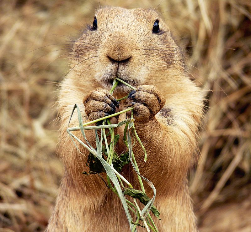 Snack