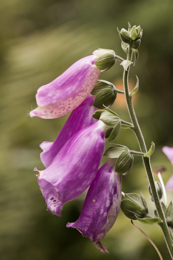 Green and purple